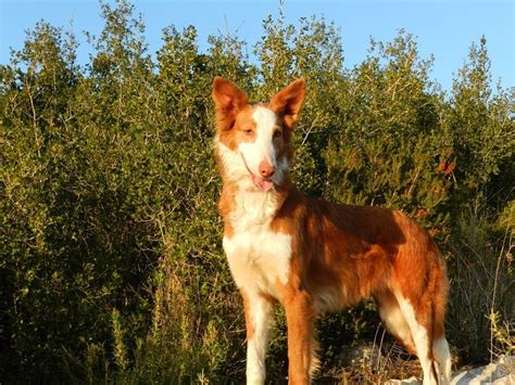 podenco valenciano